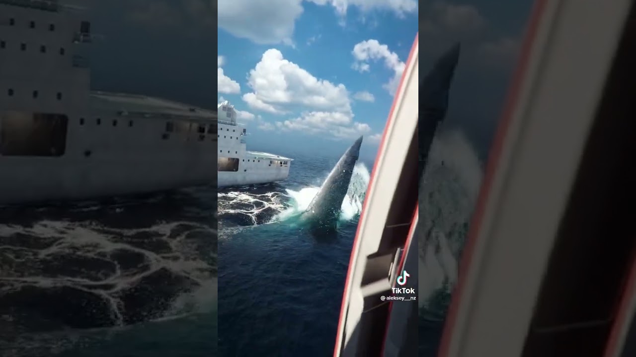 Megalodon vs. Ship: An Animated Encounter by Aleksey