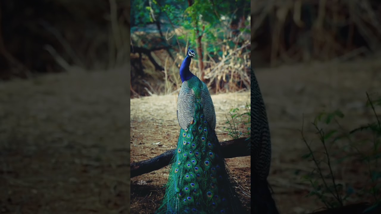 Suara Burung Merak yang Menakjubkan 🦚