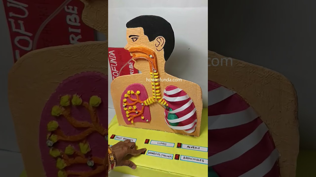 human lungs - respiratory working model led lights and balloons - science exhibition | howtofunda