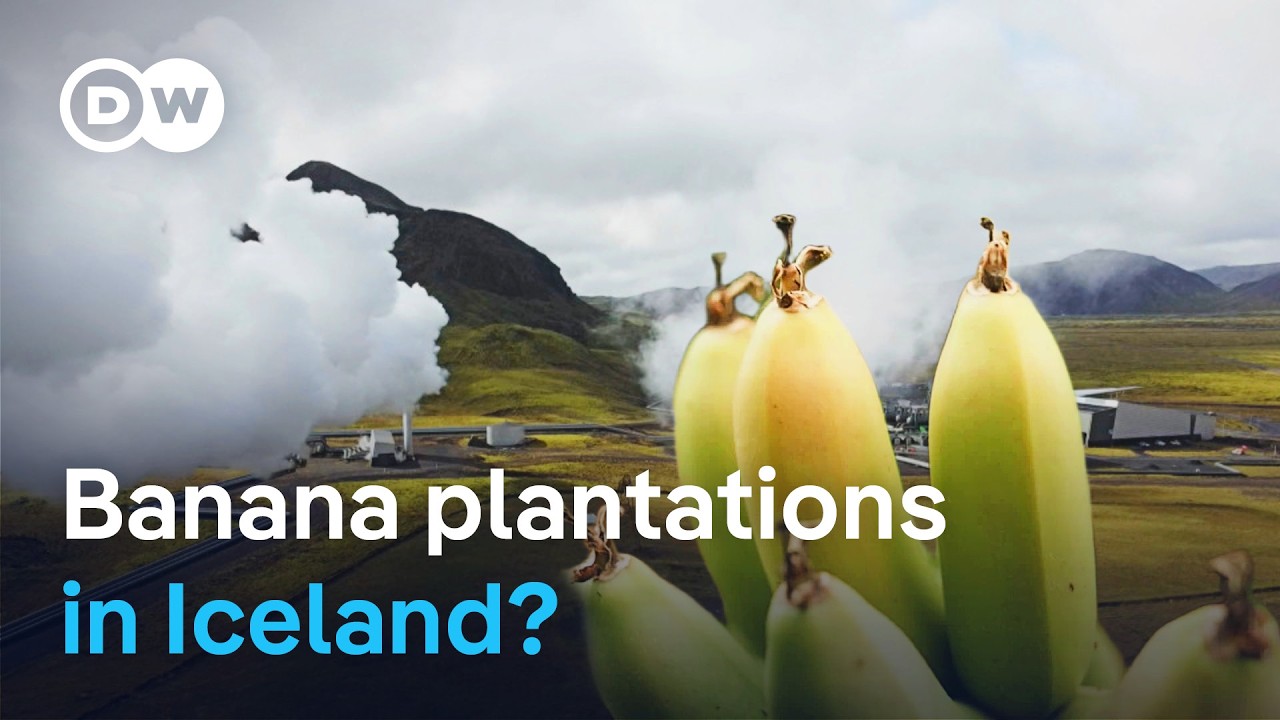 Fruit and veg paradise Iceland - Using volcanic energy in farming | DW Documentary