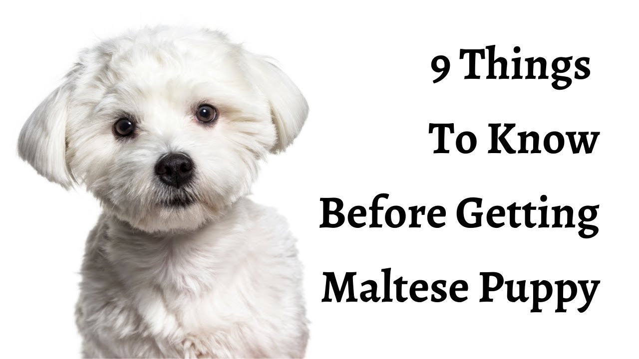 9 Essential Tips Before Bringing Home a Maltese Puppy 🐶