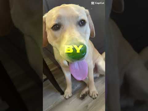 Highs and lows #shorts #song #sad #inspiration #lyrics #highsandlows #dog #dogshorts #fyp # #trend