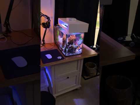Nano Reef Tank (10 GALLON FILTRATION #reeftank #nanoreeftank #marineaquarium