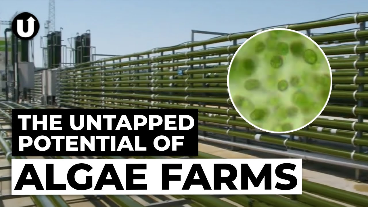 Algae: The Future of Sustainable Farming 🌱