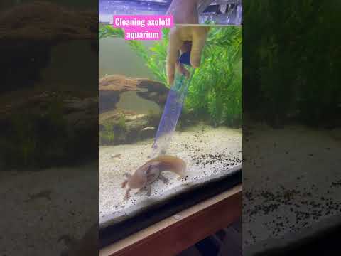 Cleaning Axolotl Aquarium #shorts #axolotls #aquarium