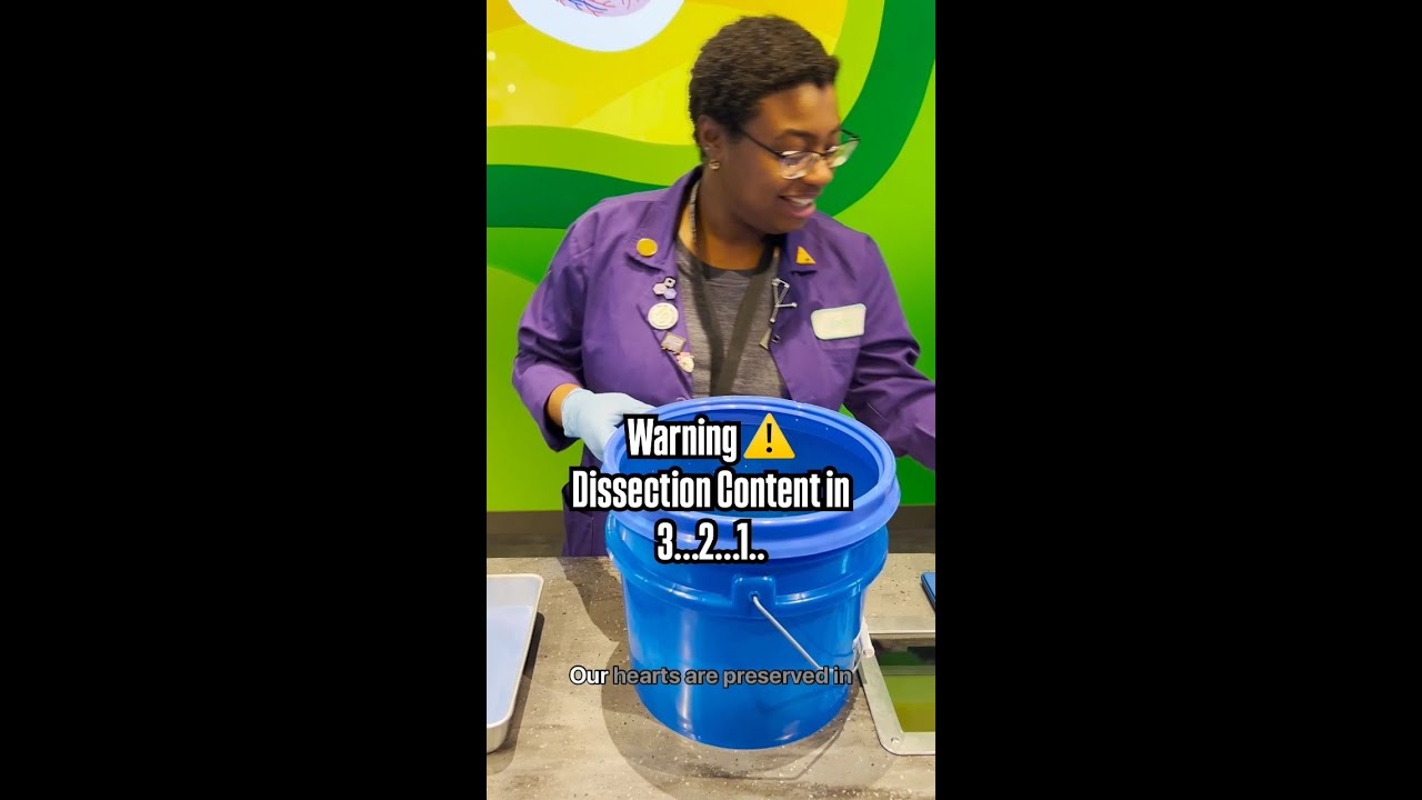 Jenn's Heart Dissection Experience ❤️