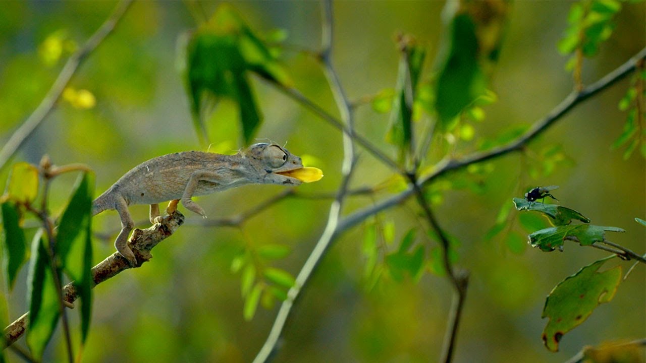 Chameleons' Race Against Time on Tropical Islands 🦎
