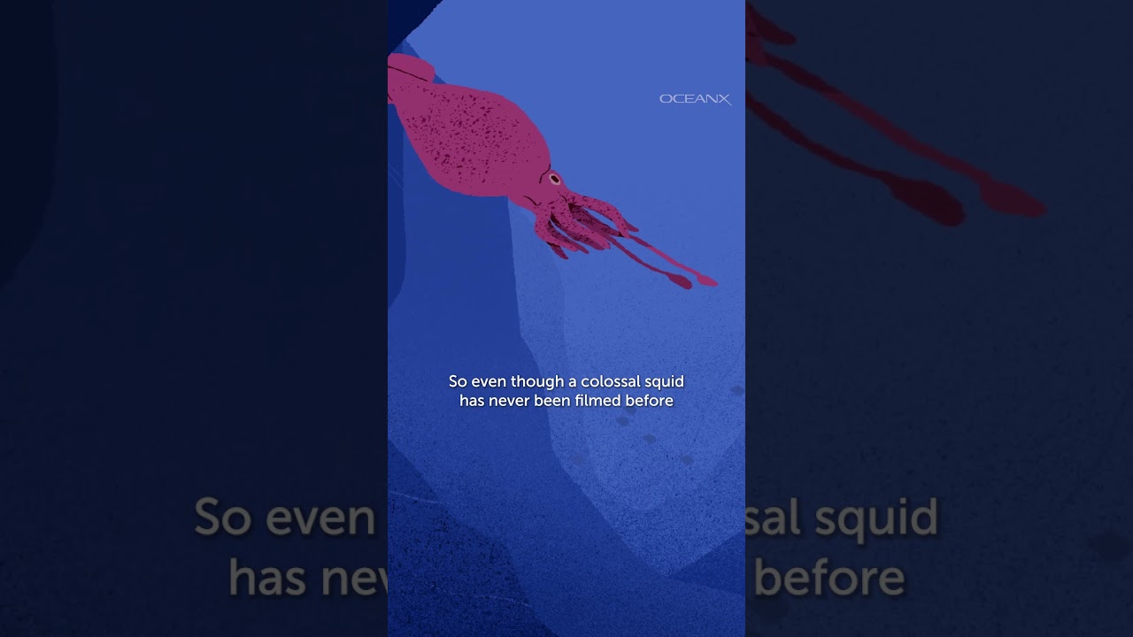 Whales tell us that Colossal Squids are Alive and the Megalodon is Extinct