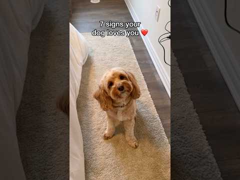 7 Signs Your Dog Loves You ❤️