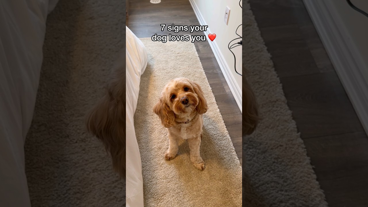 7 Signs Your Dog Truly Loves You ❤️