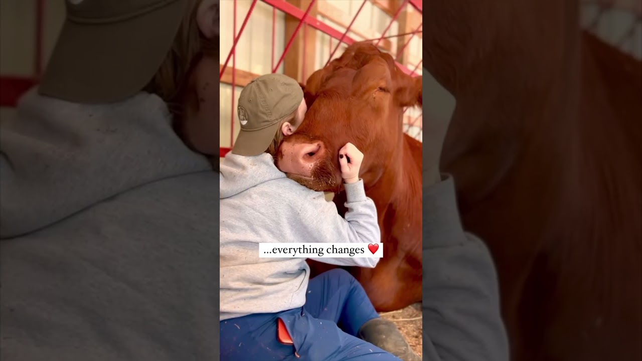 Cow Hugs Are Heartwarming 🥰