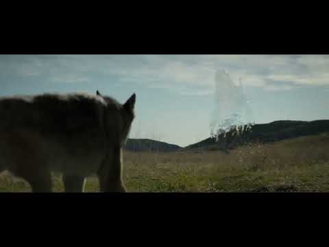 PREY - Predator vs Wolf scene