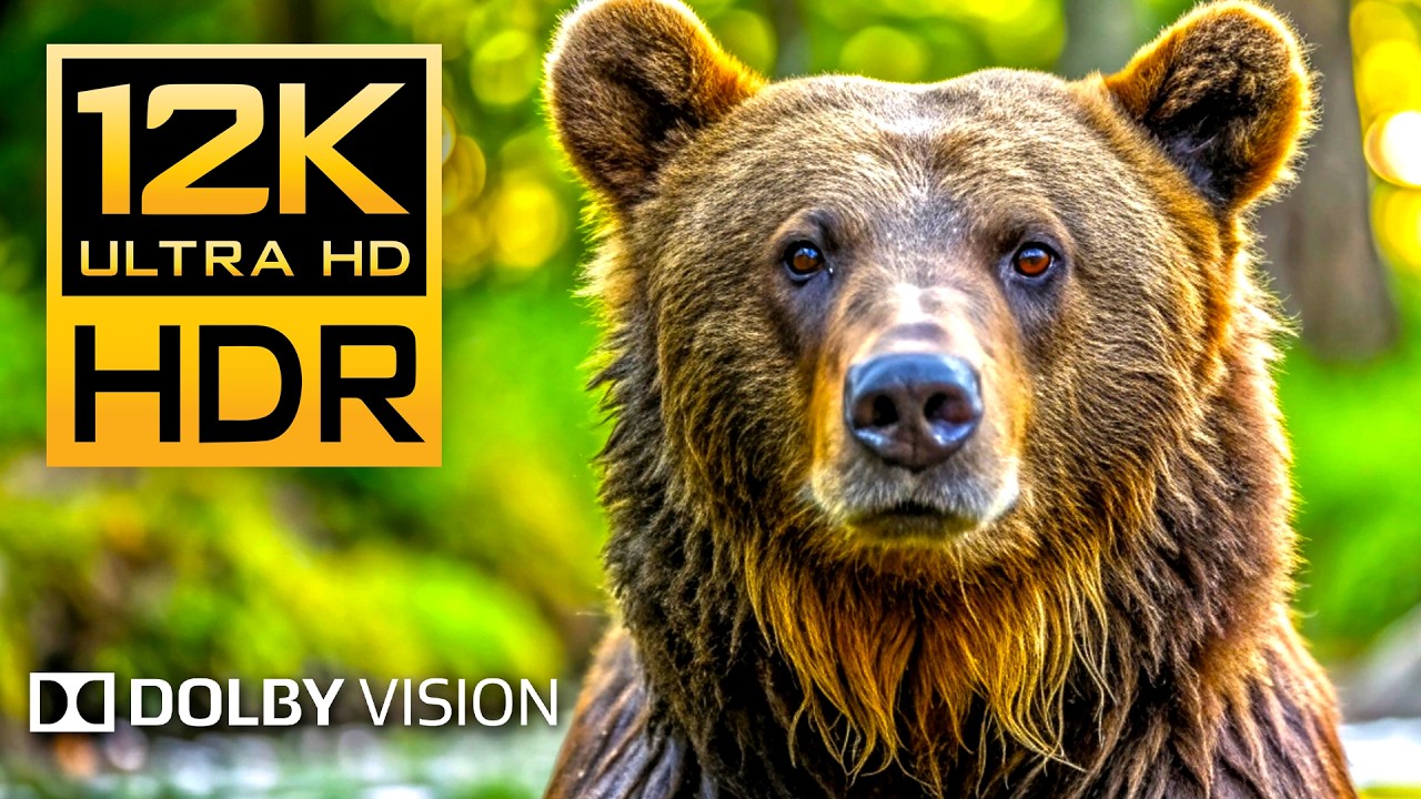 12K HDR Wildlife & Animal Adventures at 240fps with Dolby Vision [8K Earth]