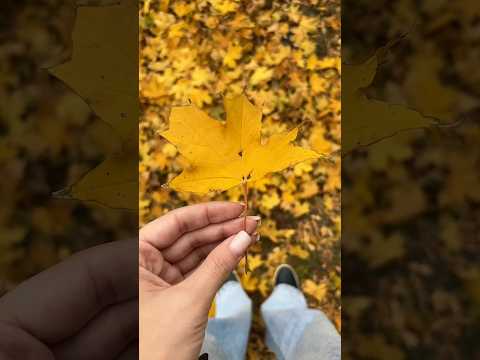 Светлана Копылова - Осенний лист #светланакопылова #music #душевныепесни #осенниепесни