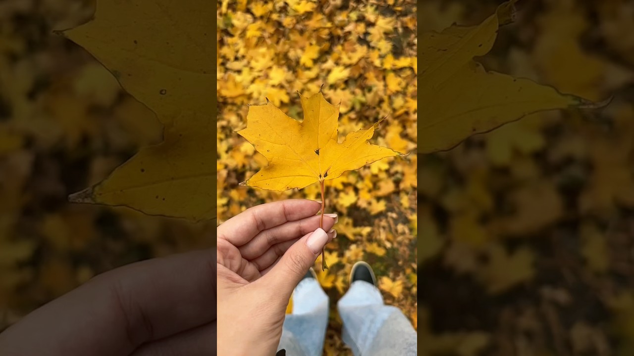Светлана Копылова - Осенний лист 🍂