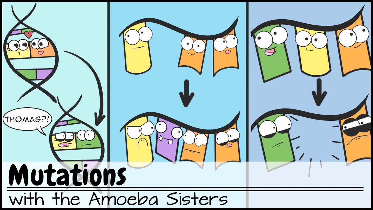 Mutations Explained by Amoeba Sisters 🧬
