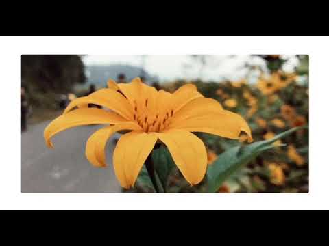 Chuyện rằng (Lofi) - Ôm Chặt Trong Vòng Tay ❤️