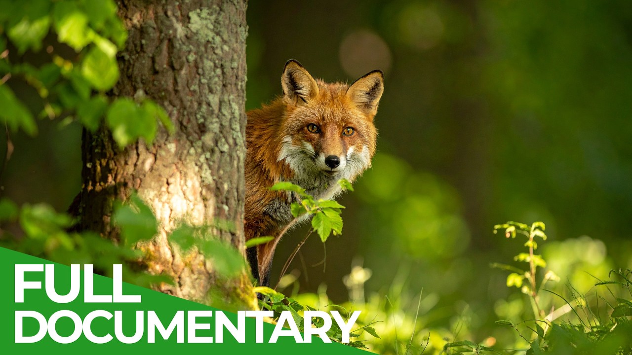 Forests of Our World: Wildlife and Wilderness 🌳