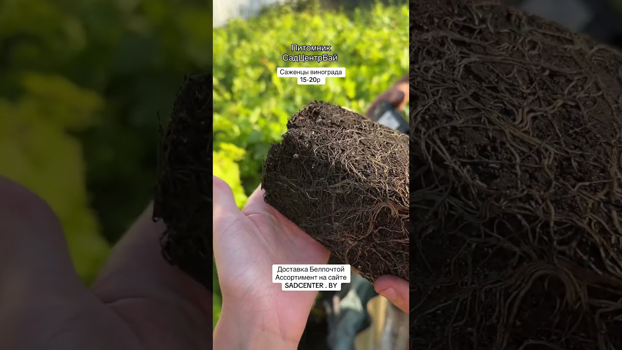 Мозырь Пухальский питомник растений 🌱