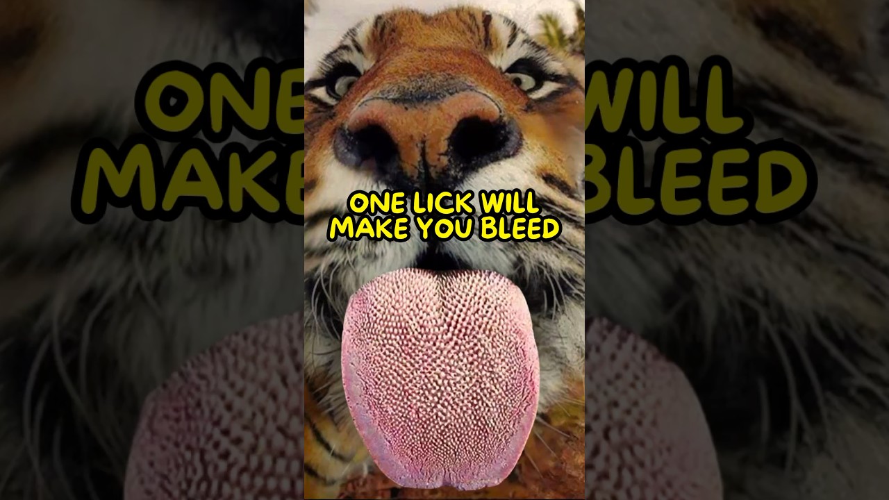 Why Tigers Have Spiky Tongues 🐅
