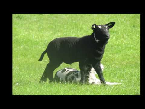 Rond de polders van Nissewaard