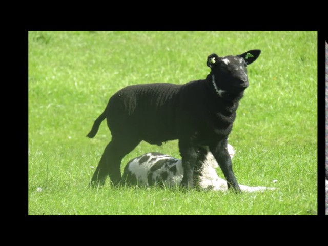 Ontdek de Polders en Dijken van Nissewaard 🚶‍♂️