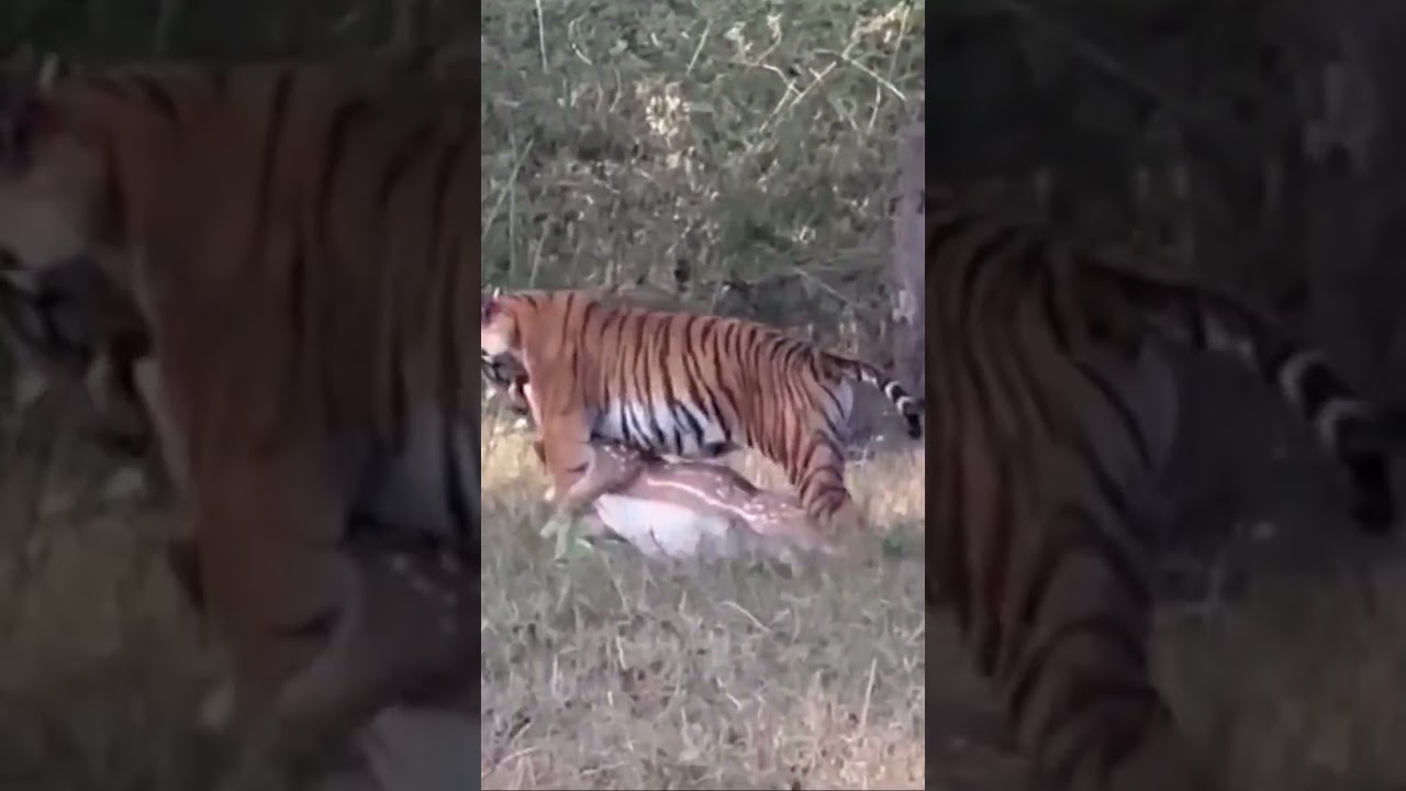 Tiger Kills Prey in Kabini π