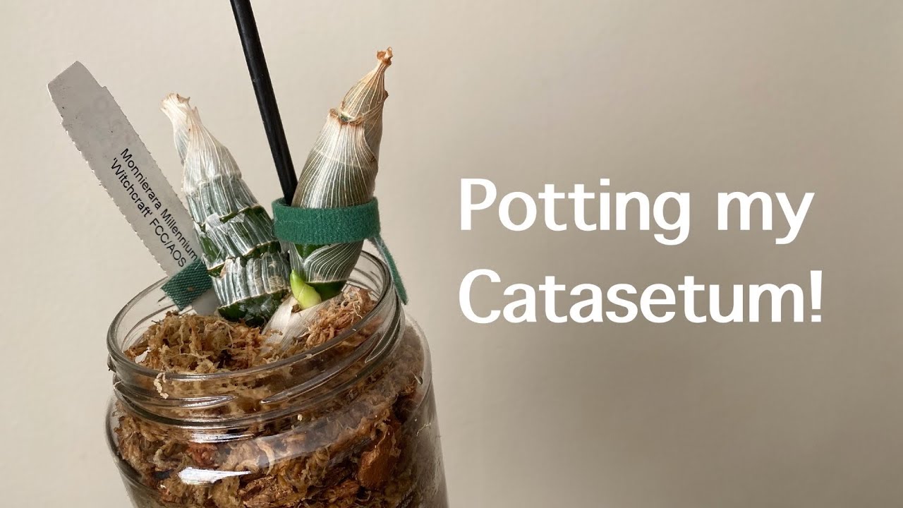 My Black Orchid Blooming Journey 🌸