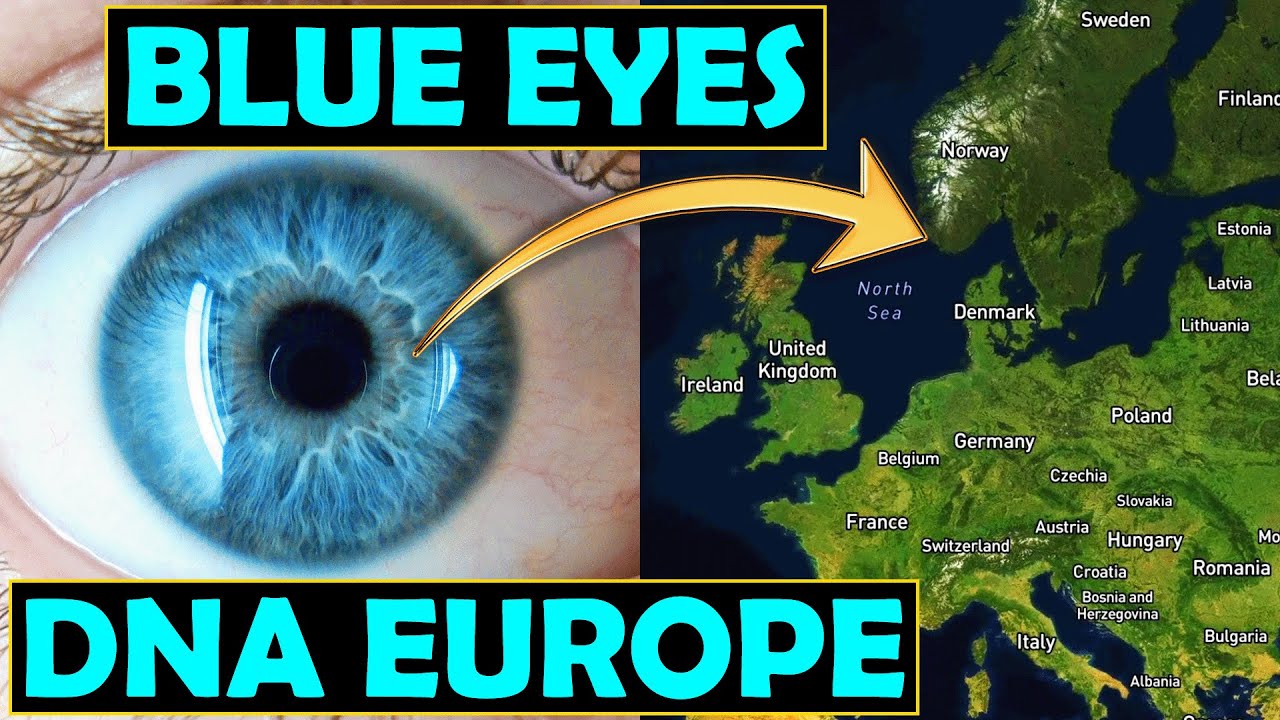 European DNA & Blue Eye Evolution 🧬