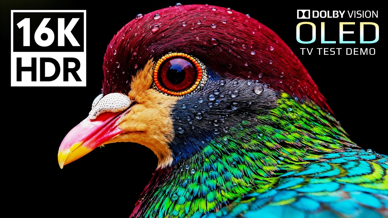 Stunning Dolby Vision HDR 16K 120fps Video on OLED 📺