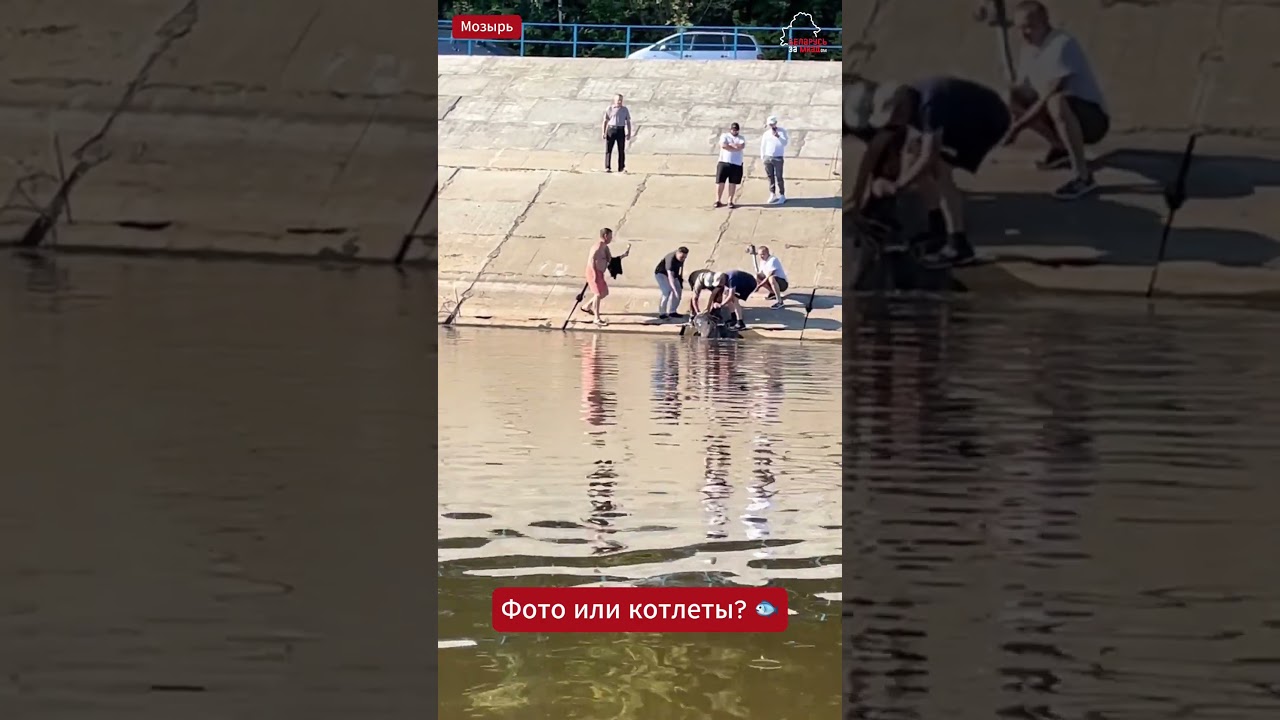 Гигантский сом из Припяти пойман в Мозыре 🐟