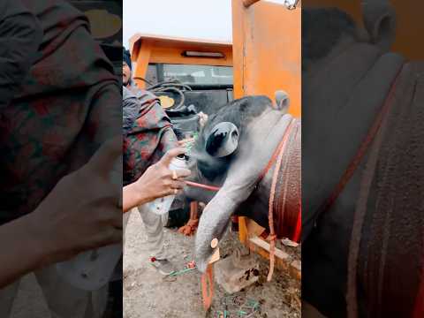 Dhanda Nyoliwala- Russian Bandana (Music Video) Deepesh Goyal | VYRL Haryanvi #dhandanyoliwala#short