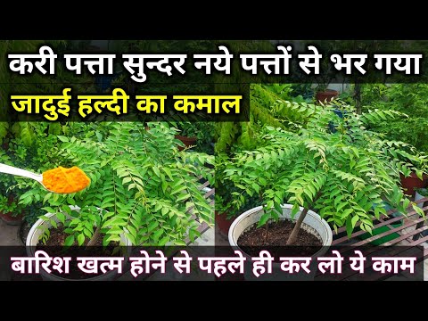 Curry Patta Fertilizer.कड़ी पत्ता की देखभाल.Curry leaves plant care.मीठा नीम.Curry leaves fertilizer