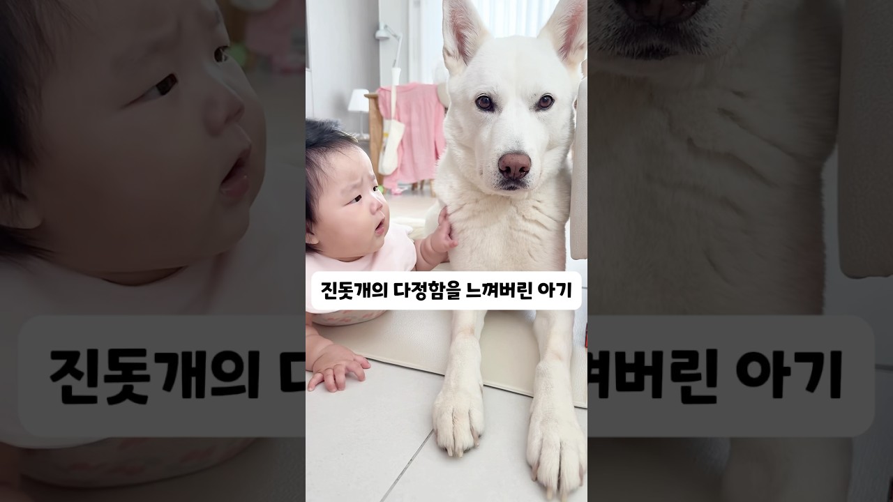 아기 조카와 진돗개 강아지의 귀여운 순간 🐶