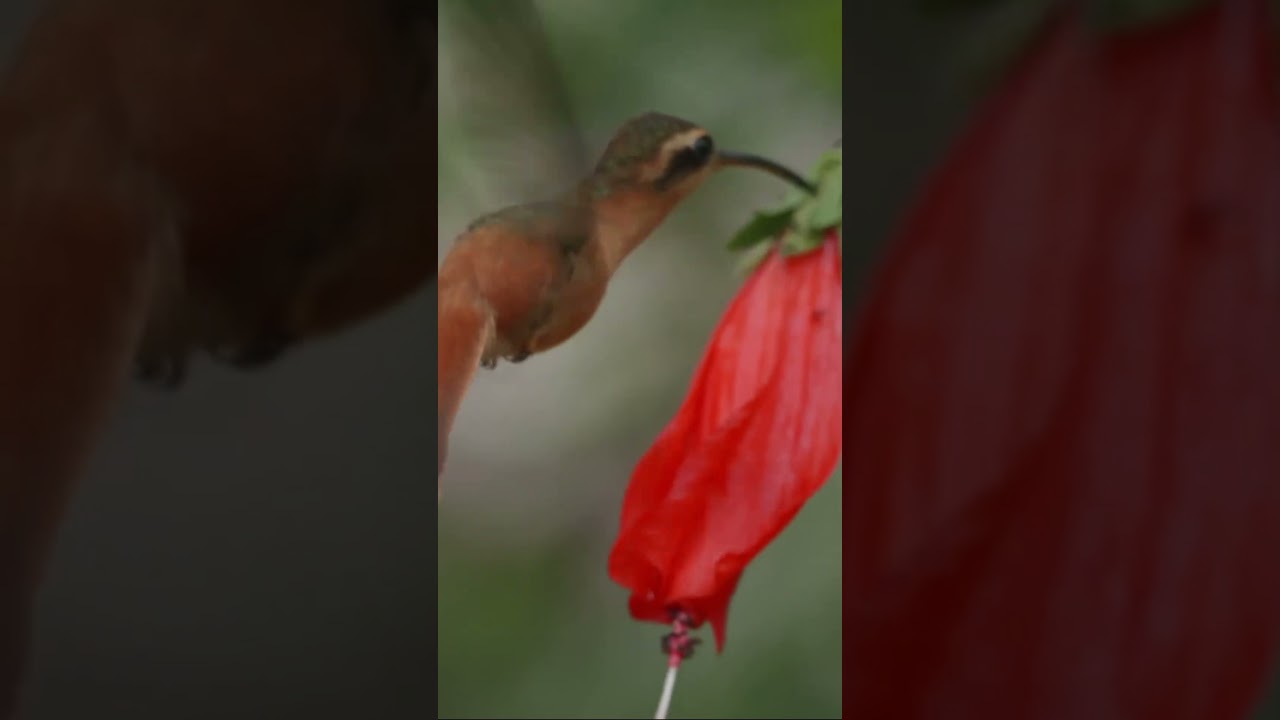 Hummingbirds: Nature's Tiny Marvels 🐦