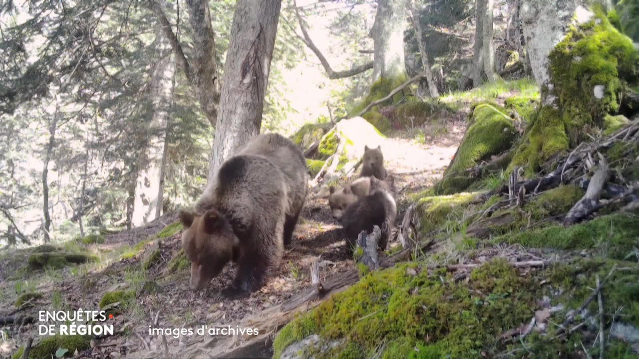 Cohabitation complexe entre ours et humains dans les Pyrénées 🐻