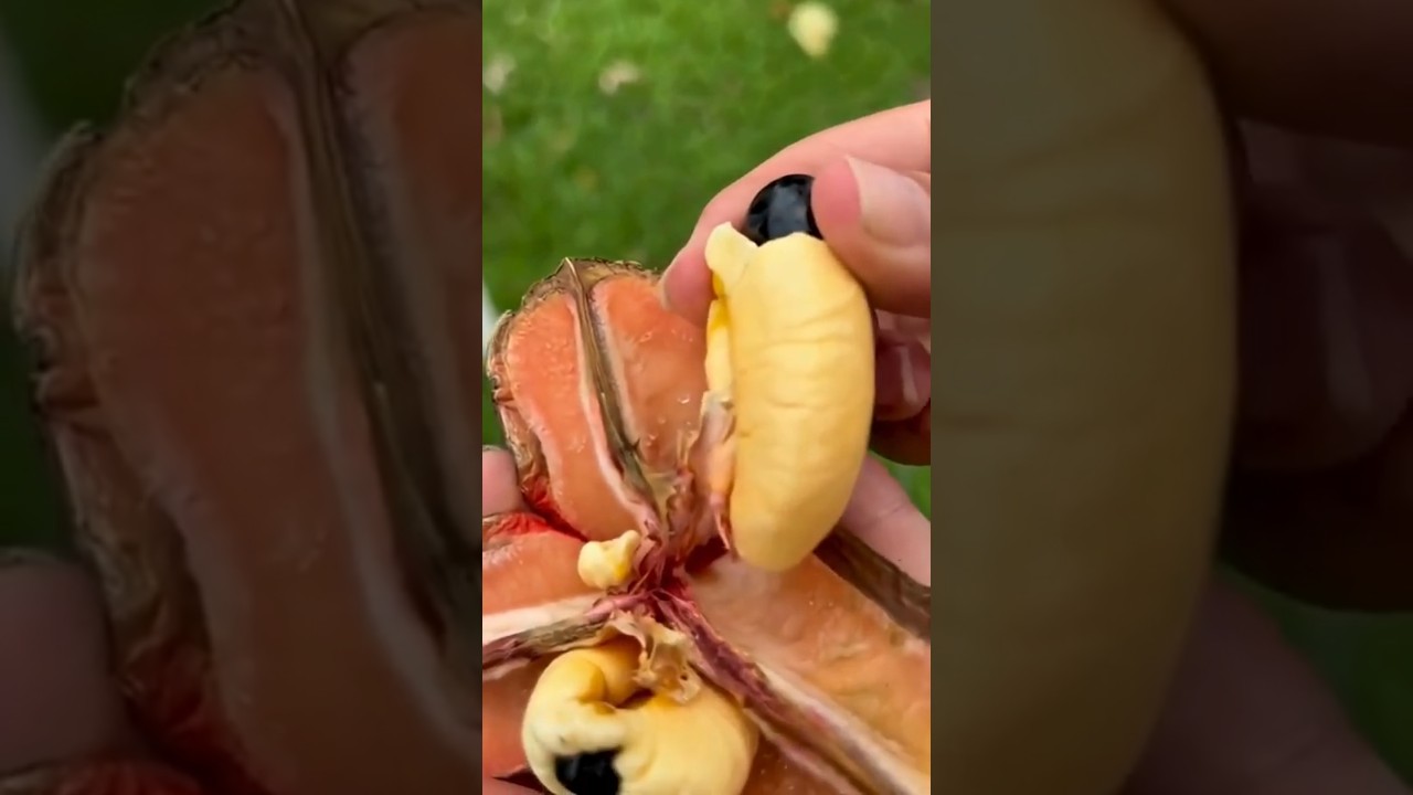 Top 5 Rare Fruits You've Never Seen 🌍