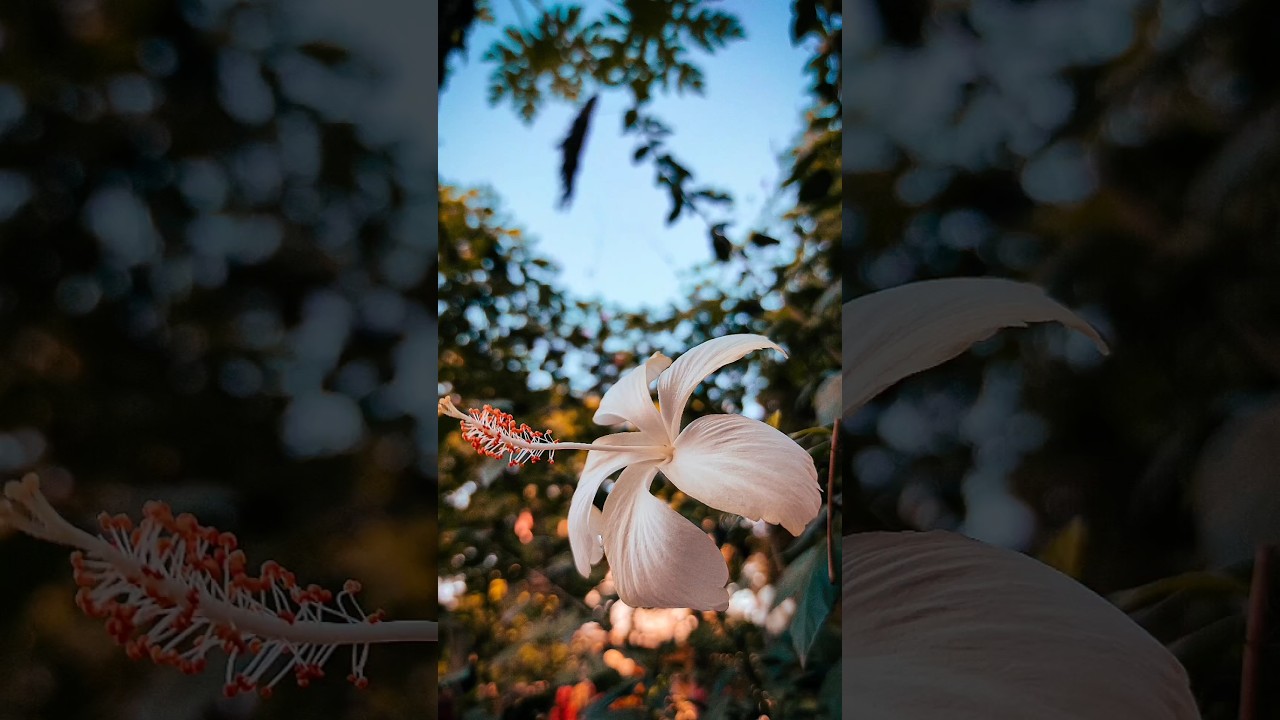 Pro Phone Photography Tips & Tricks 📸