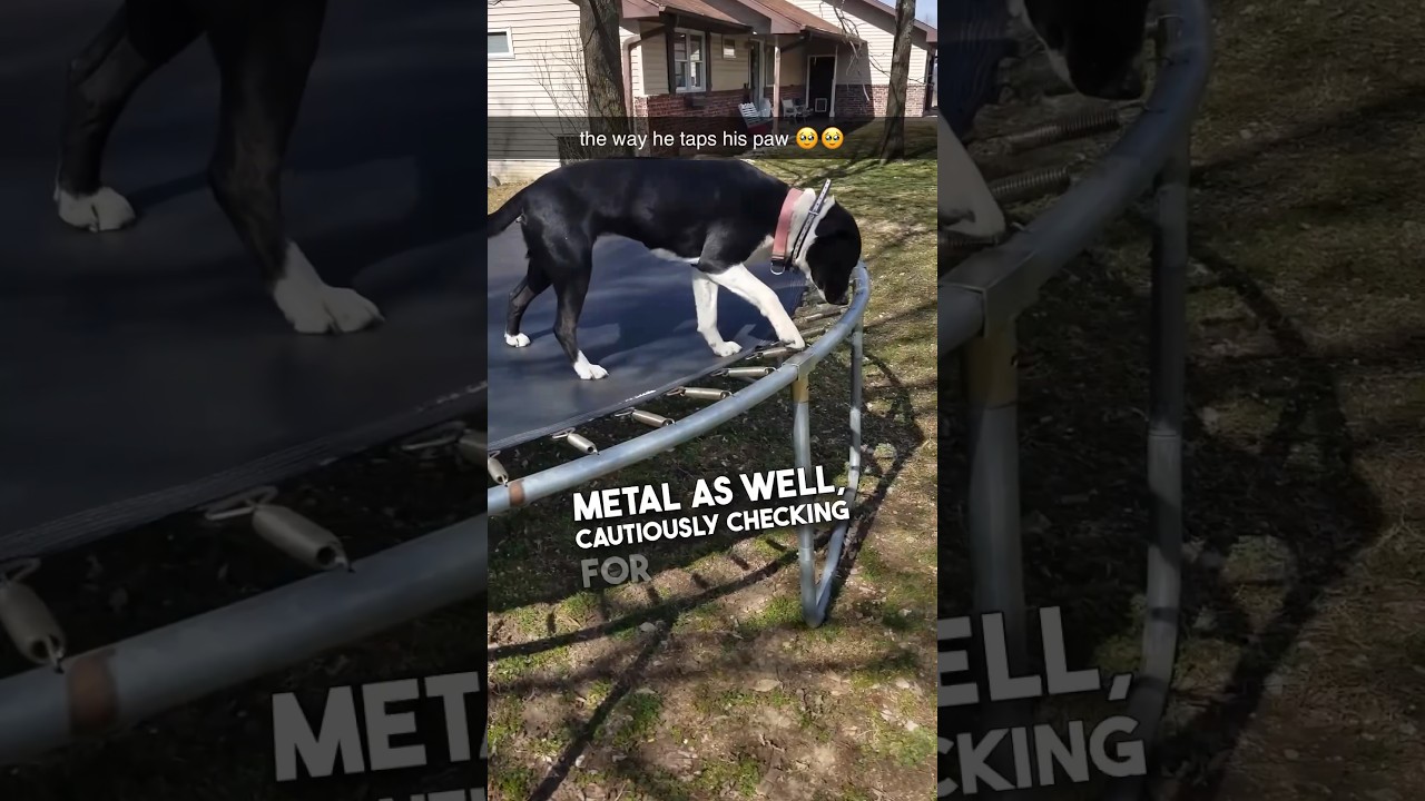 Smart Dog Learns to Avoid Trampoline Shock 🐶