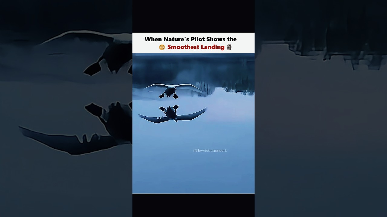 How Do Swans Land Gracefully on Water? π¦’