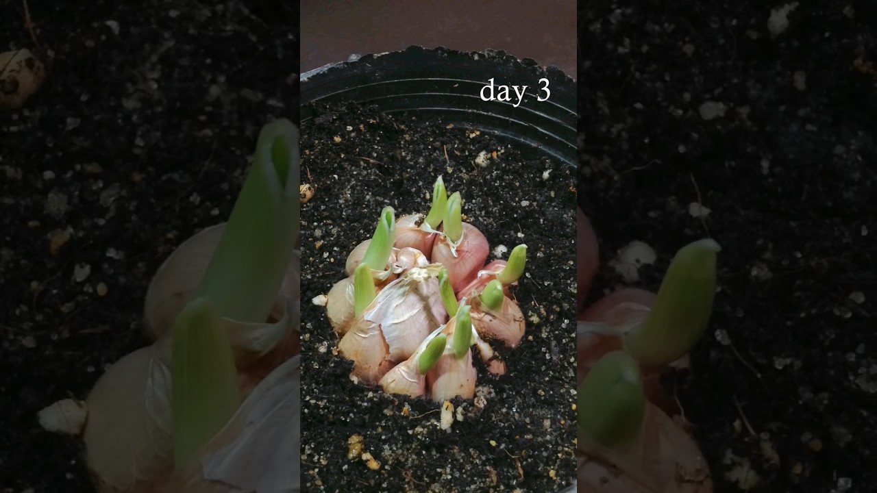 Garlic Growing in Soil: 10-Day Time Lapse 🌱