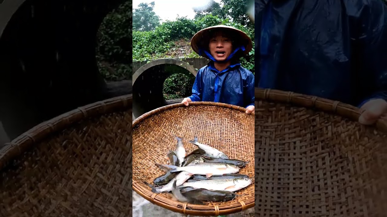 Khám Phá Cá Lên Bờ Mùa Mưa - Những Khoảnh Khắc Độc Đáo Tại Miền Tây 🌧️