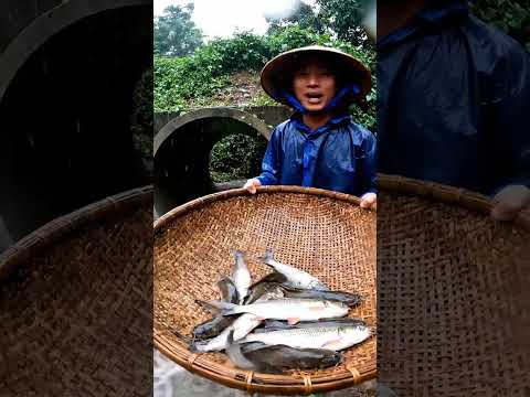 Tập 44: Bắt Cá Lên Bờ Mùa Mưa Ở Cống #calenbomuamua ##sanbaccamienta #thiennhienmienque
