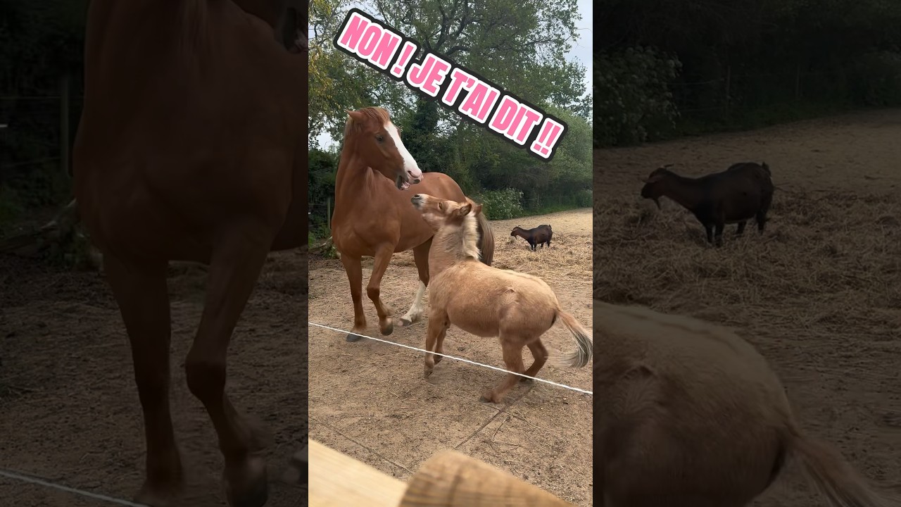 Mimi G.C 🦄 n’est pas commode avec Mumule 🐽🤣 #shortwithzita