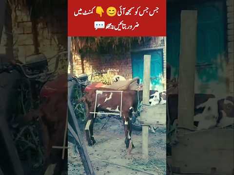 Did You Get It? Tell Us in the Comments!💬#FeelGoodVibes#FunMoments#Trending#ViralShorts#USA#UKVibes