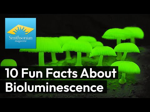 10 Fun Facts About Bioluminescence