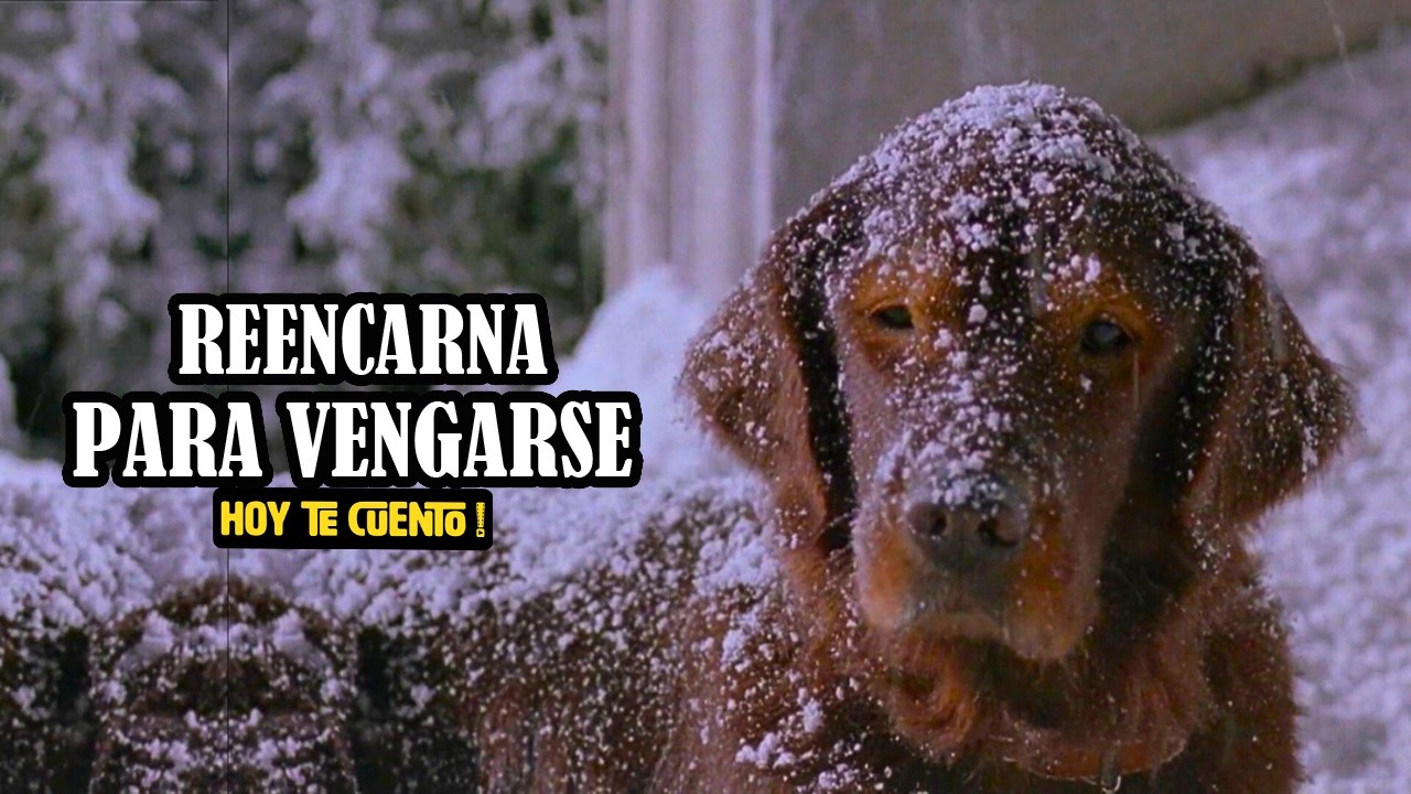 Hombre REENCARNA como perro para VENGARSE de su ASESINO | Fluke | Resumen