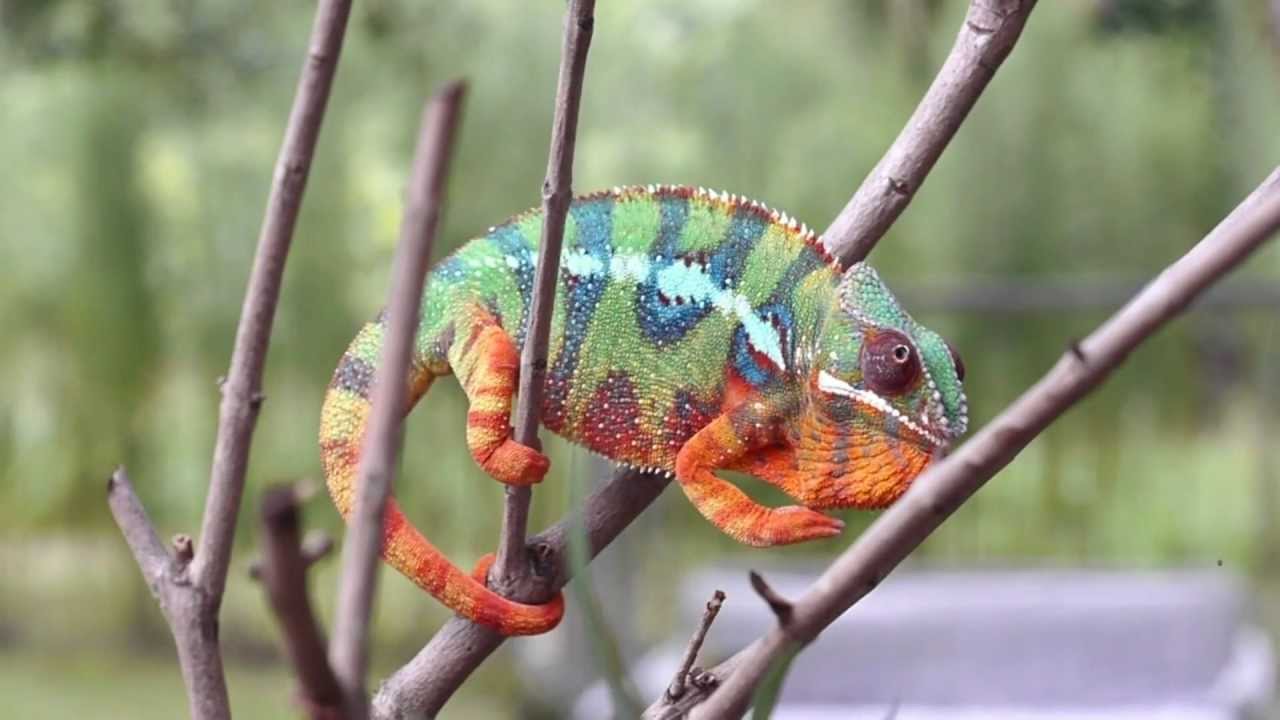 Chameleon Color Change in Action 🦎