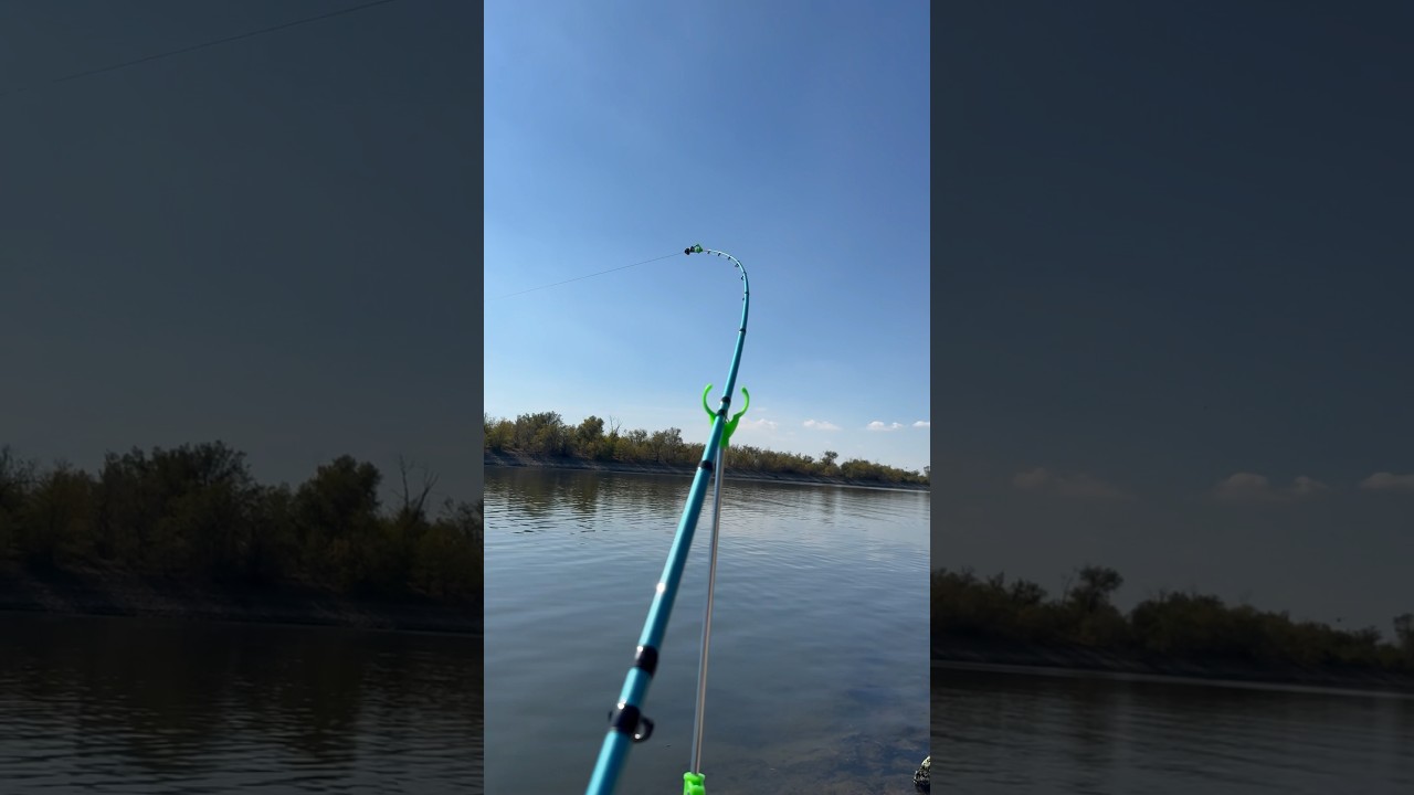 Эпичная поклёвка сазана 🐟