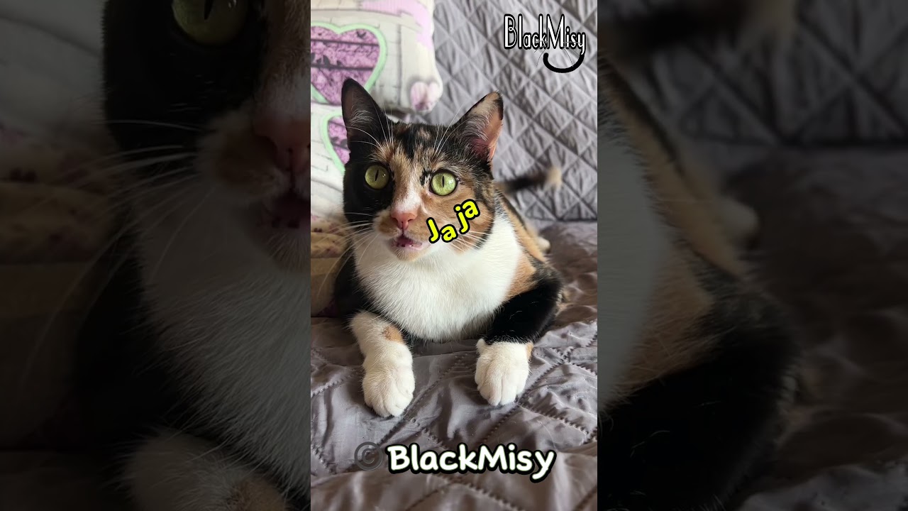 ¿Por qué te enamoraste de mí? 😸